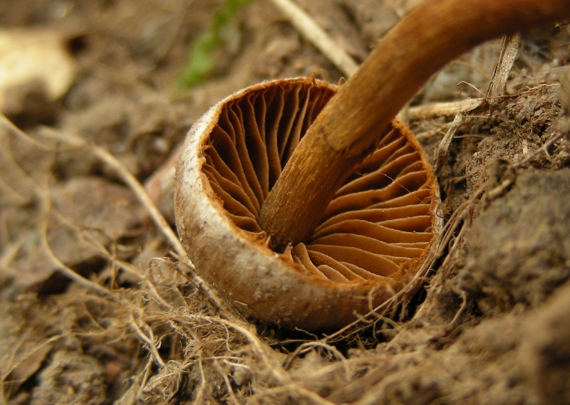 Primo insuccesso micro: Inocybe (cfr. Cortinarius sp.)